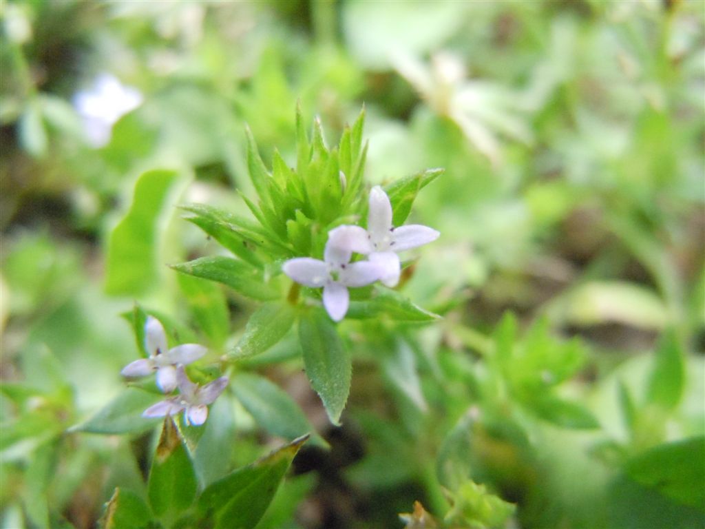 Pianta piccolissima - Sherardia arvensis
